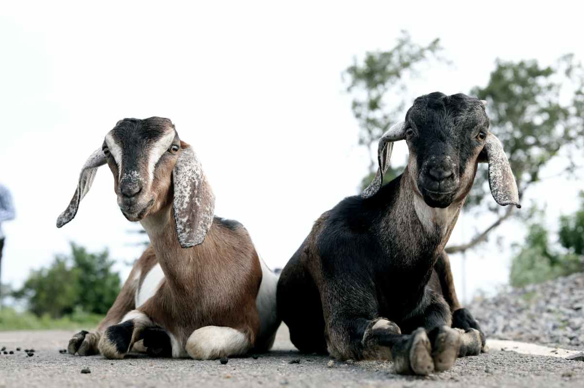 Which is the better pet: a goat or a sheep, and&nbsp;why?
