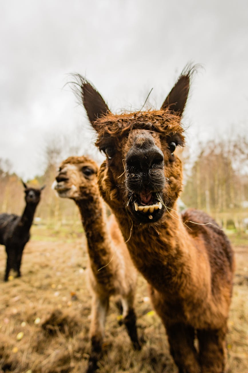 If you had to choose between a llama and a flamingo, which would you choose and&nbsp;why?